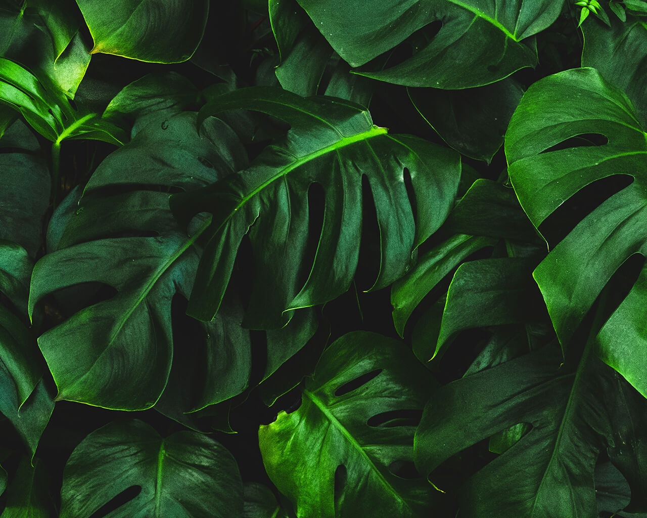 cuida la salud de tus plantas con fertilizantes