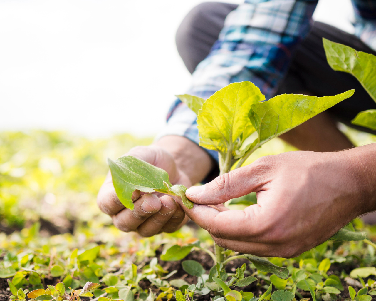 El fructífero campo laboral de Agronomía UTalca