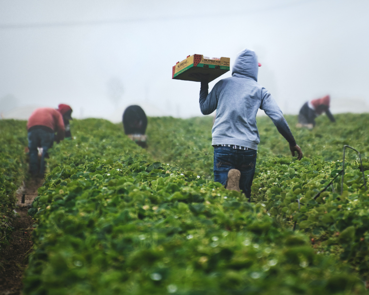 Busca identificar motivación de los agricultores para conservar los recursos naturales