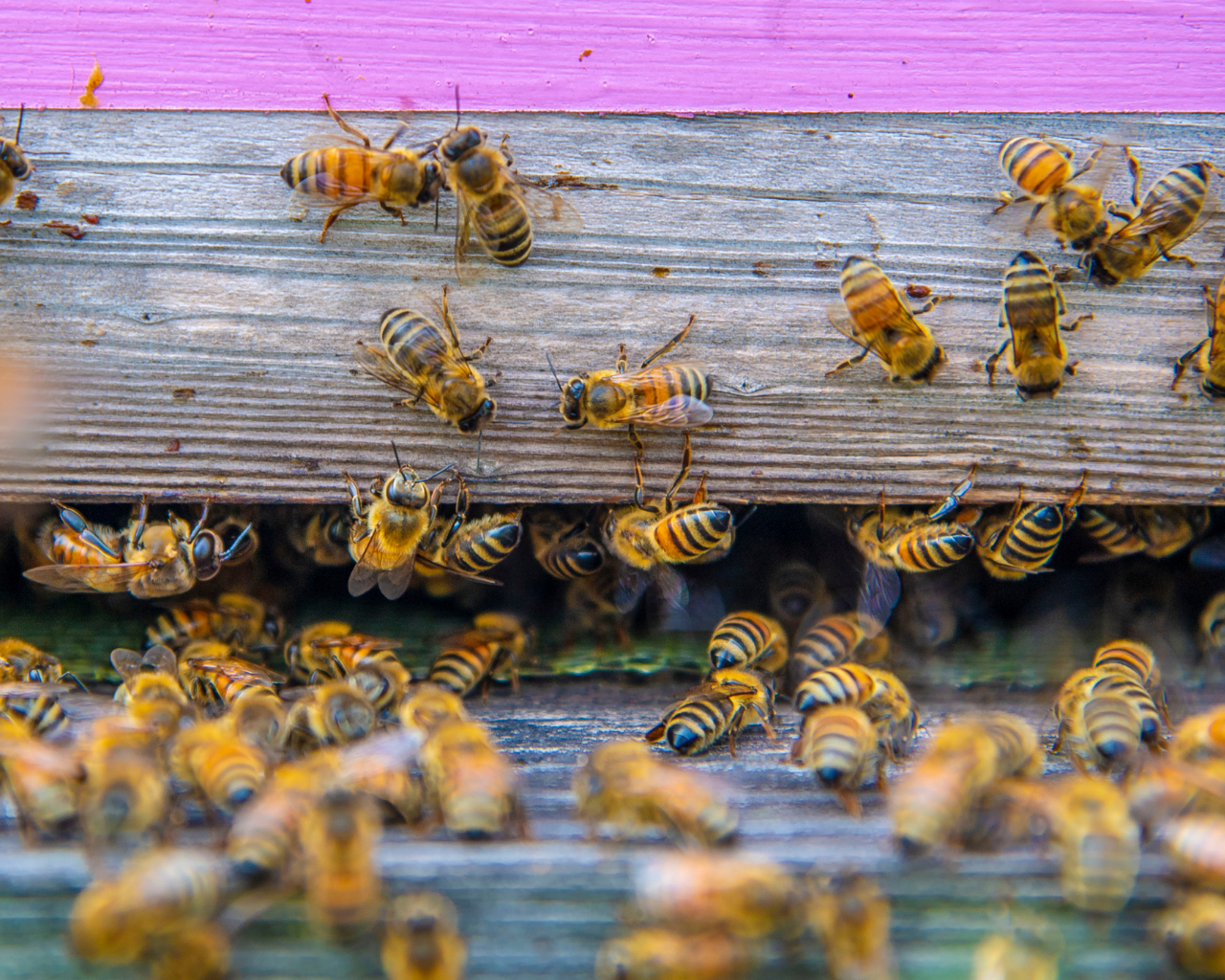 Investigación confirma del tendido sobre las abejas - UTalca