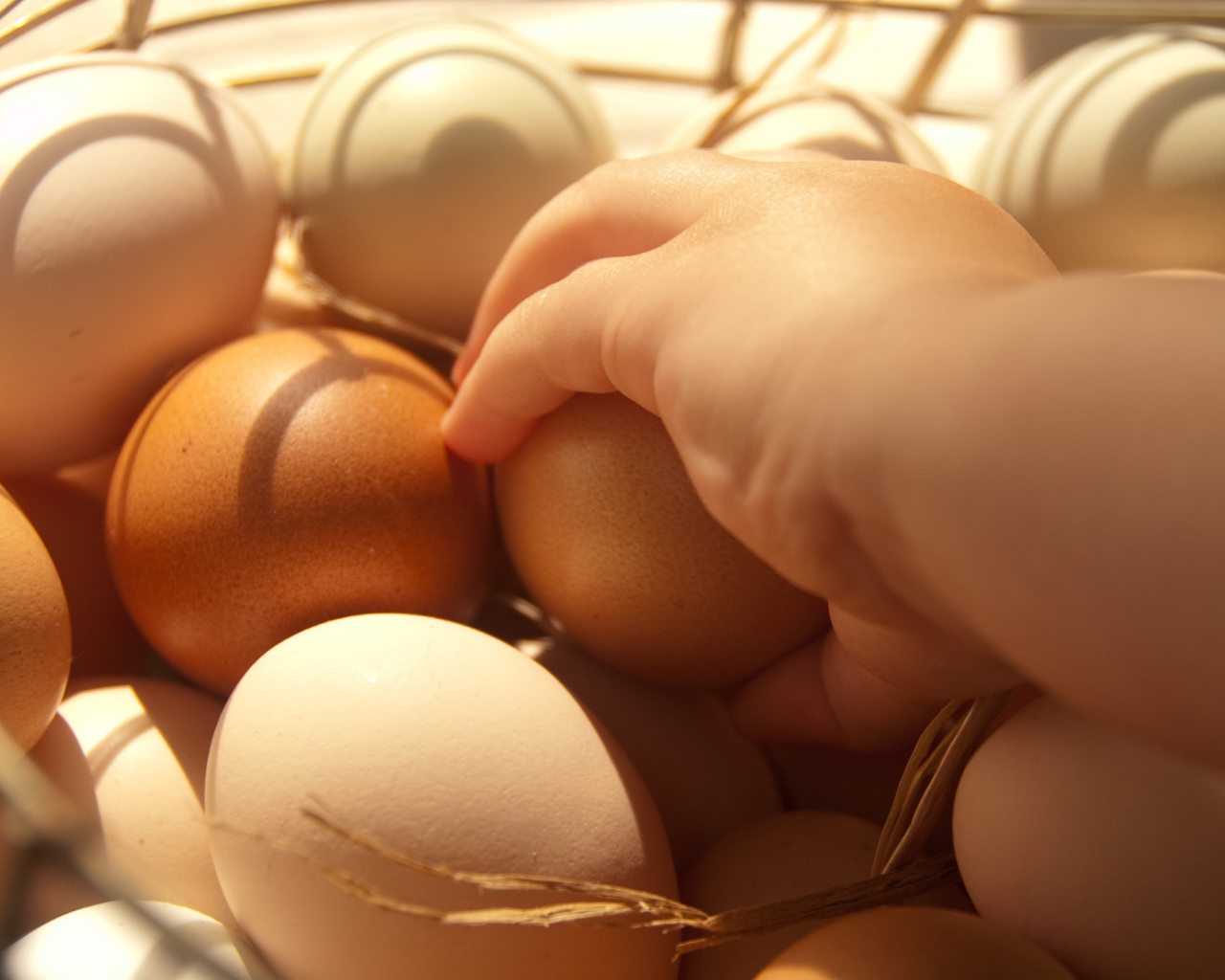 Crean “súper huevos” a partir de nuevo alimento para gallinas