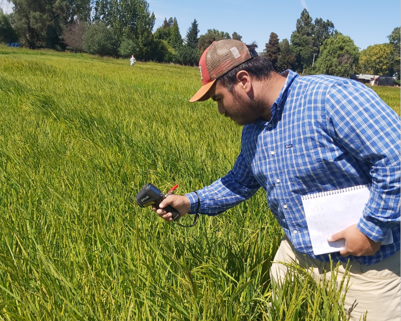 Investigación busca mejorar la producción del arroz de forma sustentable
