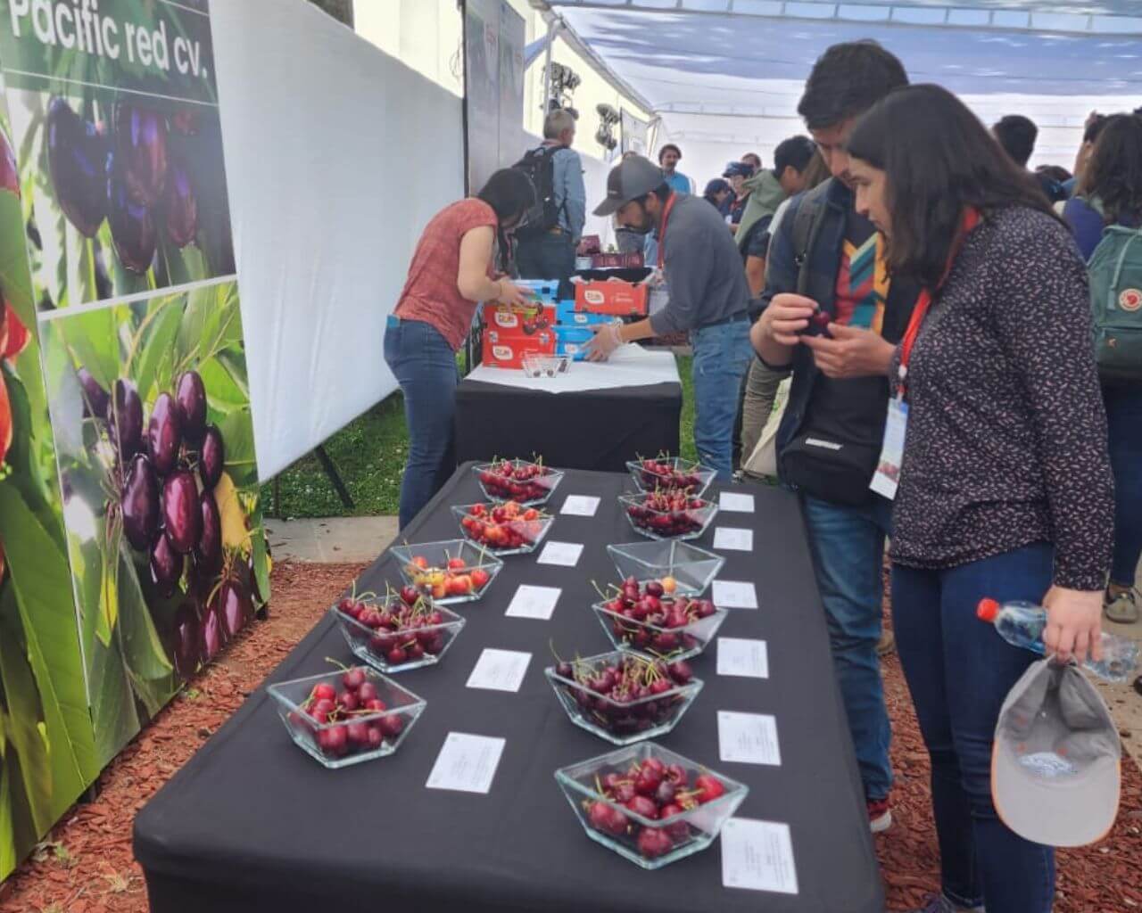 ExpoCherry analizó desafíos de la producción de cerezas