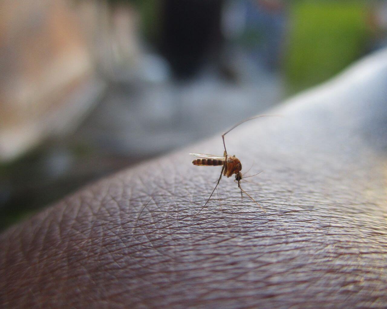Expertas advierten sobre el dengue y sus consecuencias para la salud