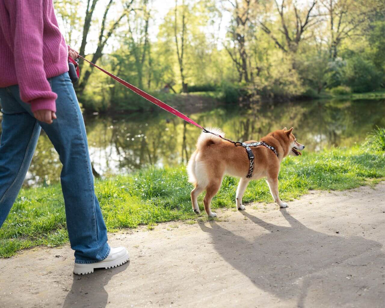 Descuido de mascotas durante las vacaciones:  conoce las sanciones que se arriesgan