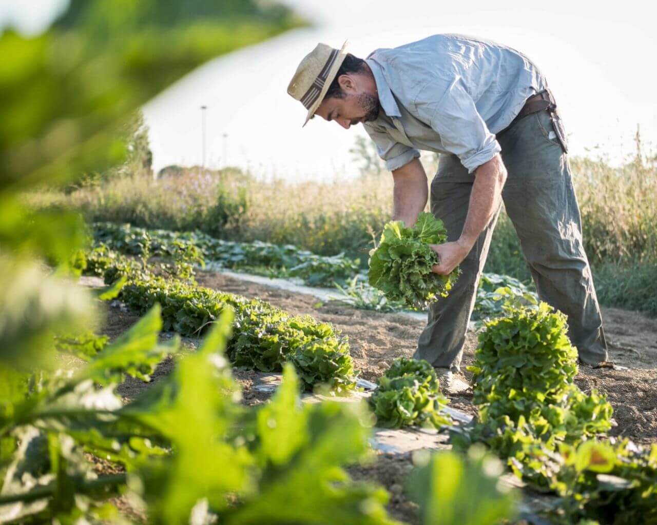 Especialista advirtió los riesgos de la exposición solar en faenas agrícolas