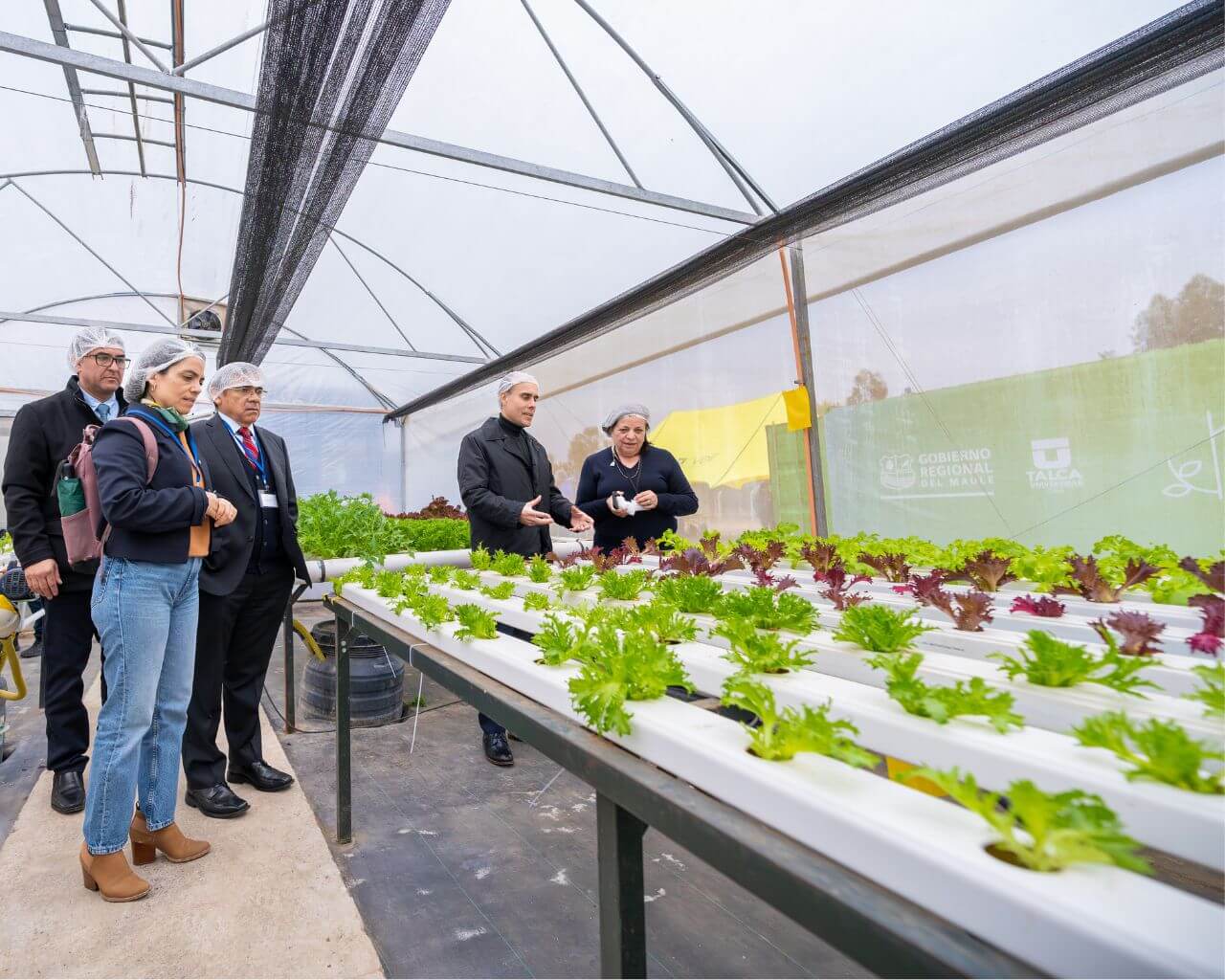 Inauguran sistema que produce hortalizas todo el año con bajo consumo hídrico