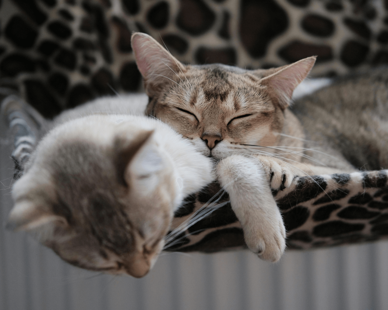 Mal clima y mascotas desprotegidas: Qué sanciones arriesgan sus dueños