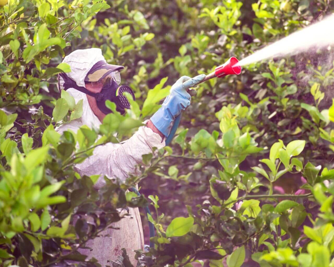 Especialistas alertan sobre nuevas plagas en frutales producto del cambio climático