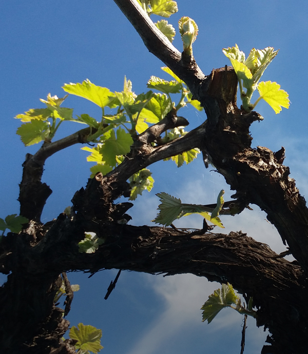 Centro Tecnológico de la Vid y el Vino