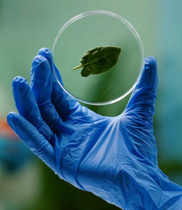 Pedagogía en Educación Media en Biología y Química