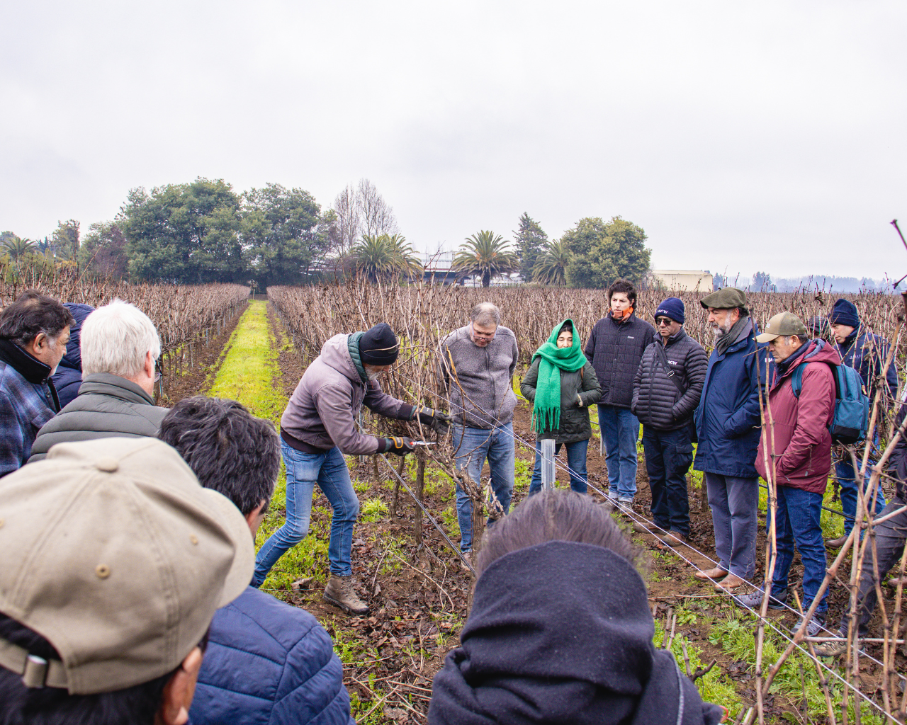 Proyecto busca fortalecer viticultura maulina