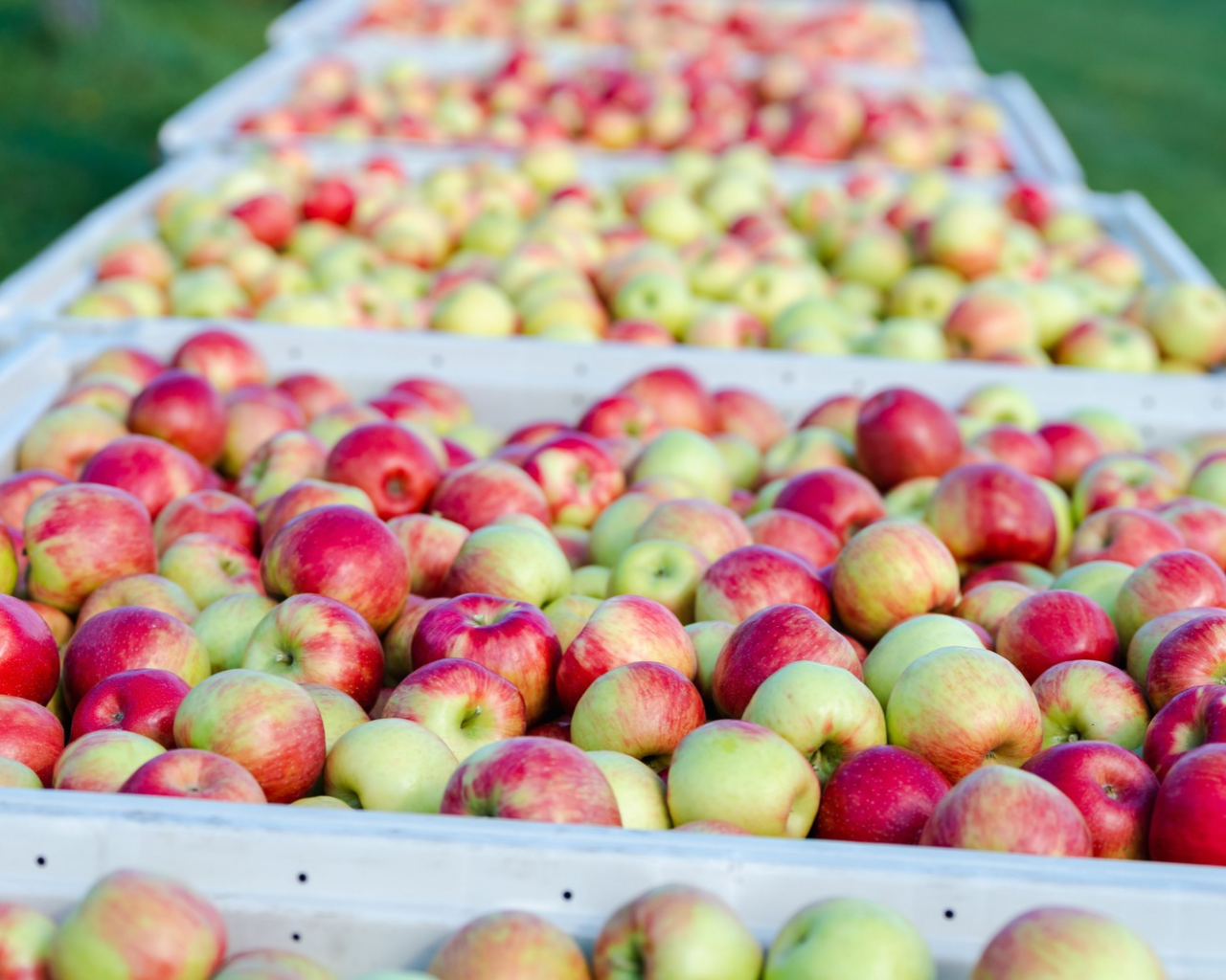 “Machucón” en manzanas reduce hasta un 12% la producción exportable